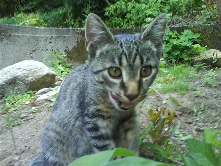 Huskat Nala - Nala billede 15