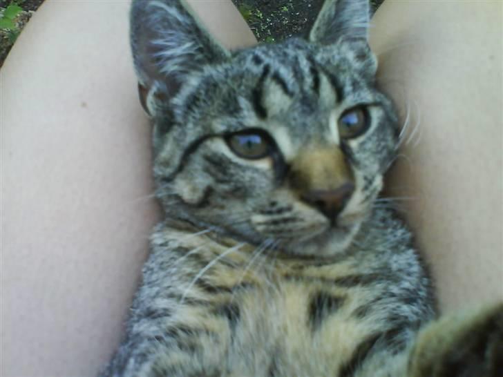 Huskat Nala - Nala billede 16