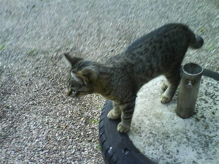 Huskat Nala - Nala billede 17