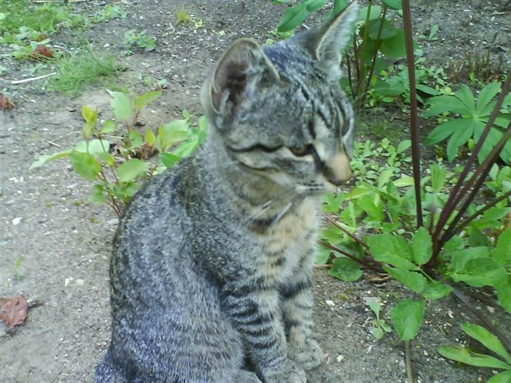 Huskat Nala - Nala billede 18