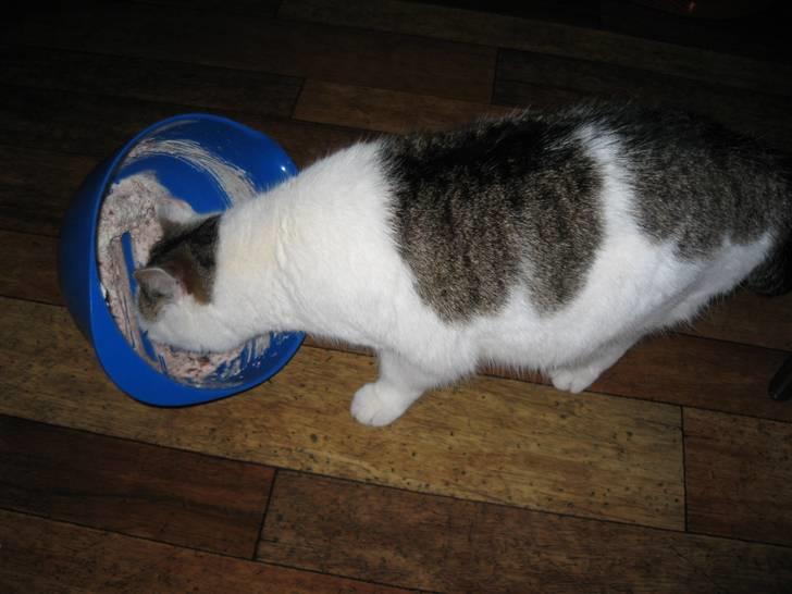 Huskat Mis billede 13