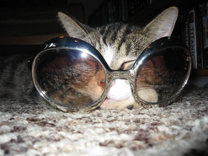 Huskat Tøffe - Yes! Jeg nåede at få solbriller på, inden det skarpe lys kom.. billede 1