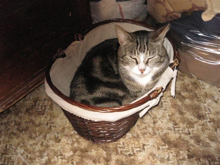 Huskat Tøffe billede 2