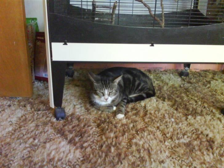 Huskat Tøffe - Bar rolig! De fugle slipper ikke ud. billede 3