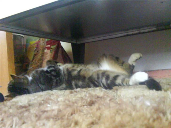 Huskat Tøffe billede 4