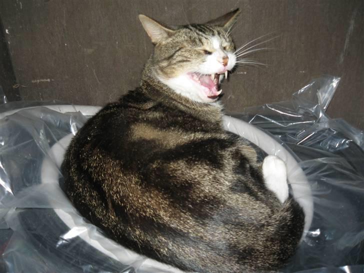 Huskat Tøffe - Ej Signe! Jeg sover altså. billede 5