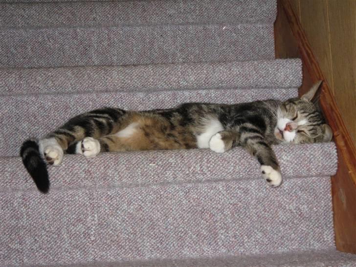 Huskat Tøffe billede 6