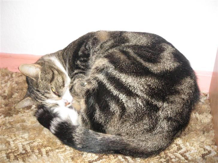 Huskat Tøffe billede 7