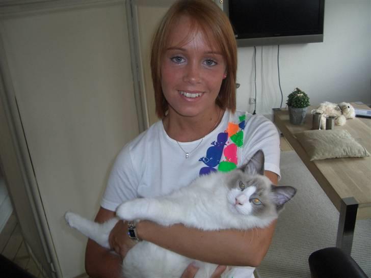 Ragdoll Shishigashira á Chardani billede 8