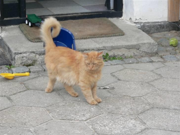 Norsk Skovkat Laban R.I.P billede 1