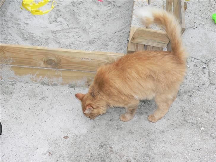 Norsk Skovkat Laban R.I.P billede 2