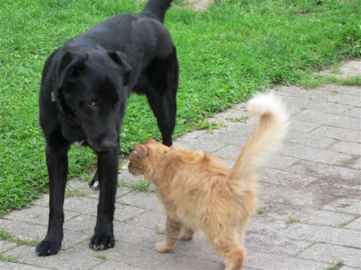 Norsk Skovkat Laban R.I.P billede 3