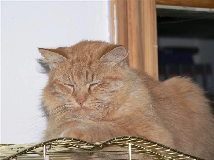 Norsk Skovkat Laban R.I.P billede 4