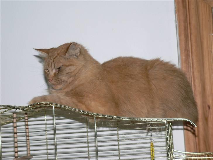 Norsk Skovkat Laban R.I.P billede 5