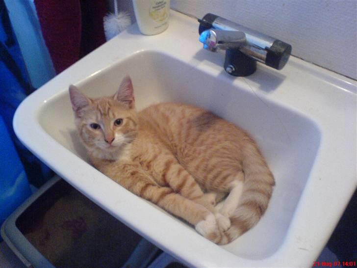 Huskat Miav billede 1