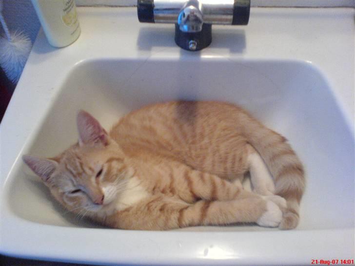 Huskat Miav billede 2