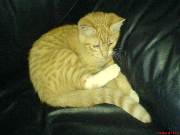 Huskat Miav billede 3