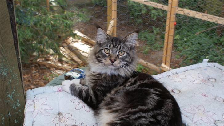 Maine Coon  skovlycoon amadeus - det er rart med en brise her på hylden billede 8