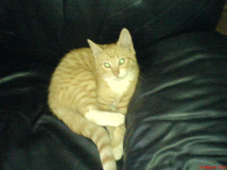 Huskat Miav billede 4