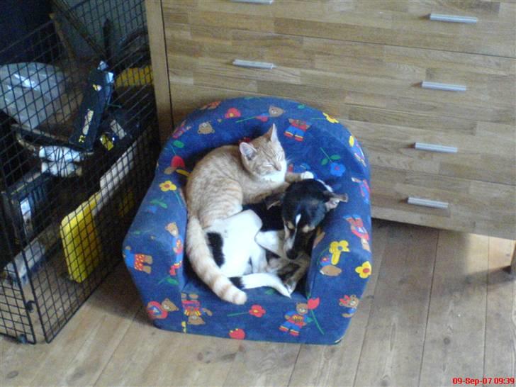 Huskat Miav billede 5