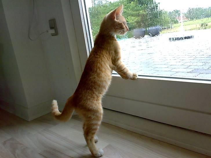 Huskat Garfild billede 19