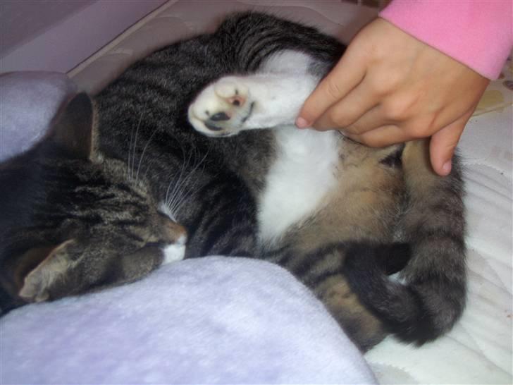 Blanding af racer mads  billede 1