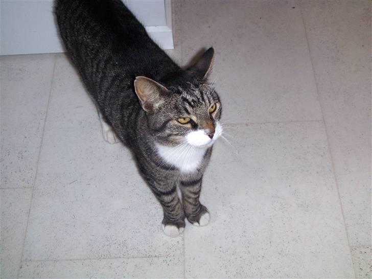 Blanding af racer mads  billede 2