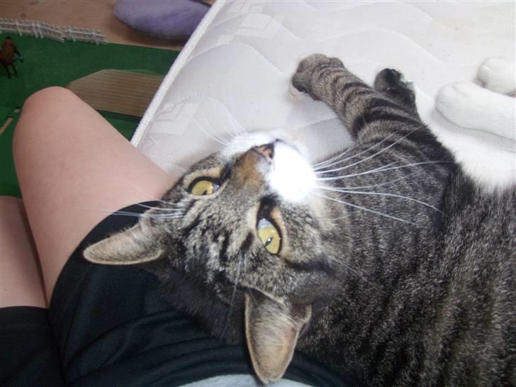 Blanding af racer mads  billede 3