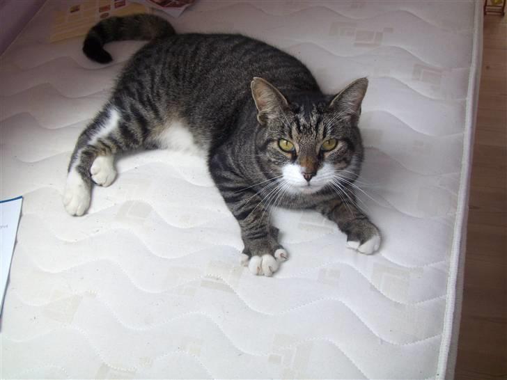 Blanding af racer mads  billede 4