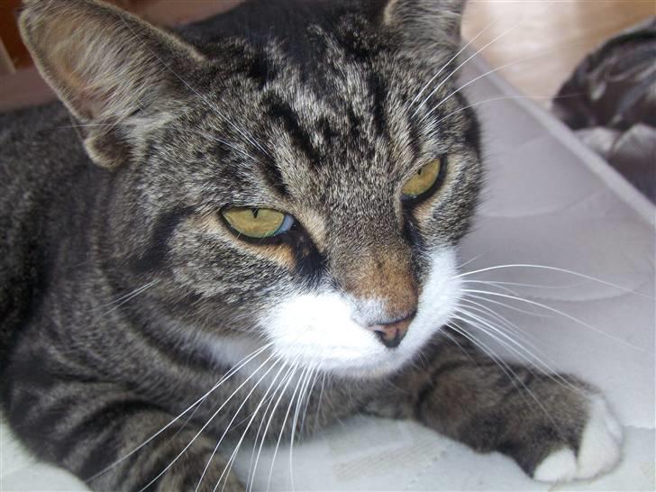 Blanding af racer mads  billede 5