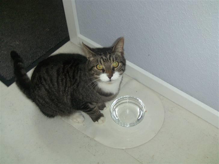 Blanding af racer mads  billede 6