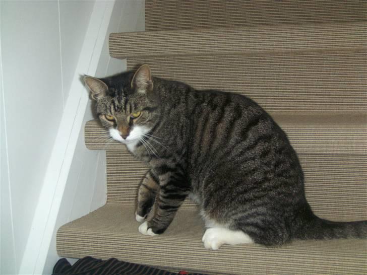 Blanding af racer mads  billede 7