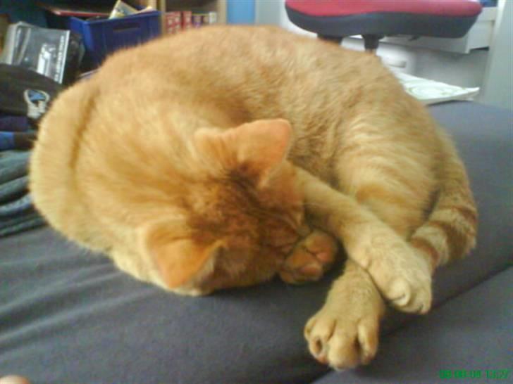 Huskat Bølle billede 1