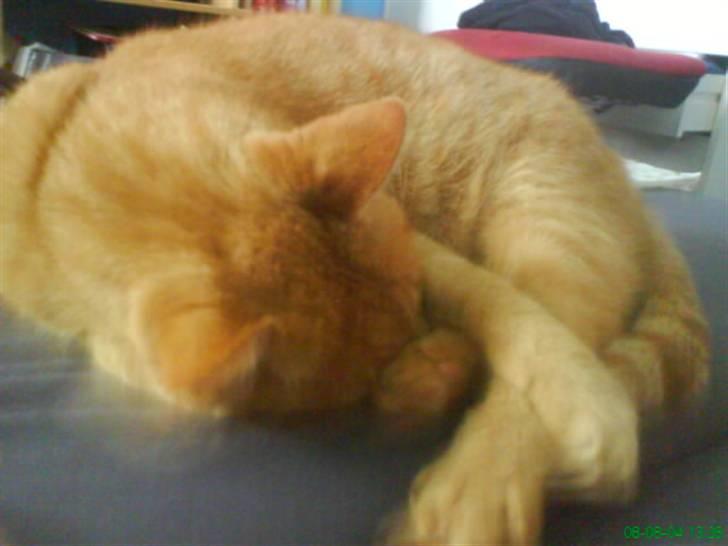 Huskat Bølle billede 2