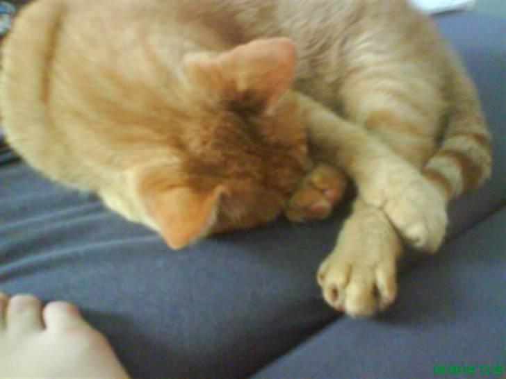 Huskat Bølle billede 3