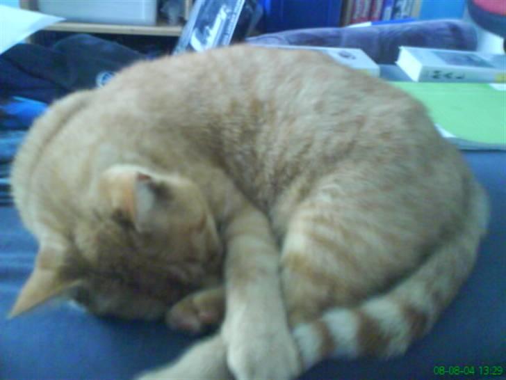 Huskat Bølle billede 4