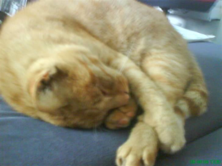 Huskat Bølle billede 5