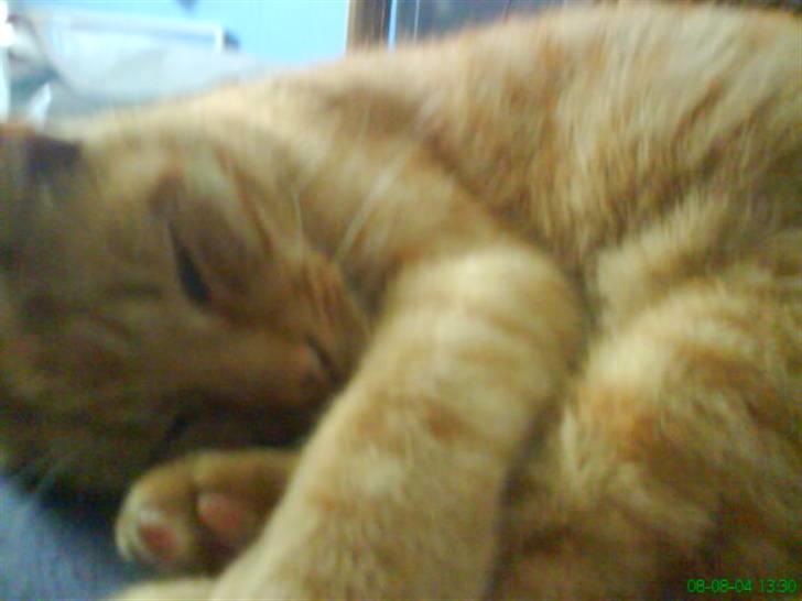 Huskat Bølle billede 6