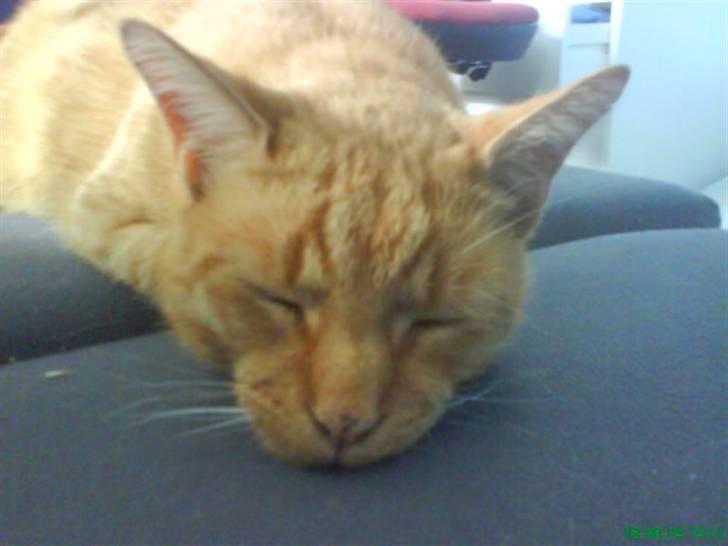 Huskat Bølle billede 7