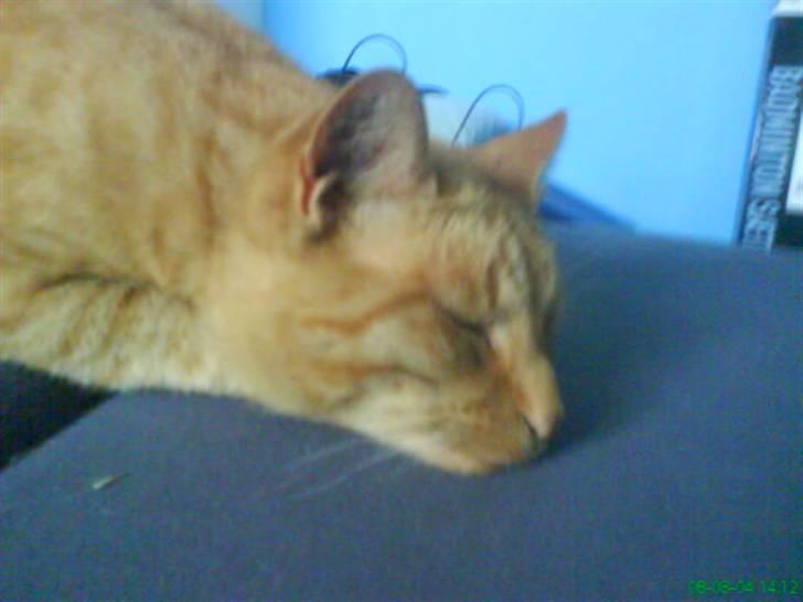 Huskat Bølle billede 8