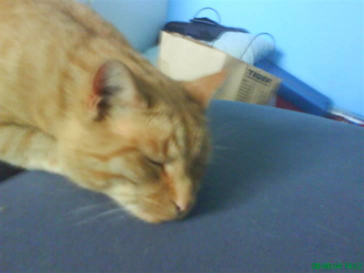 Huskat Bølle billede 9