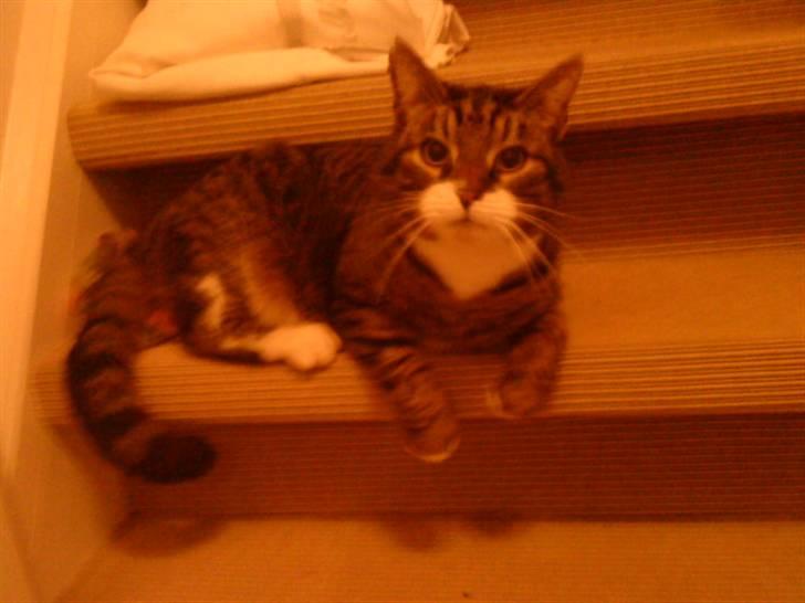 Blanding af racer mads  billede 8