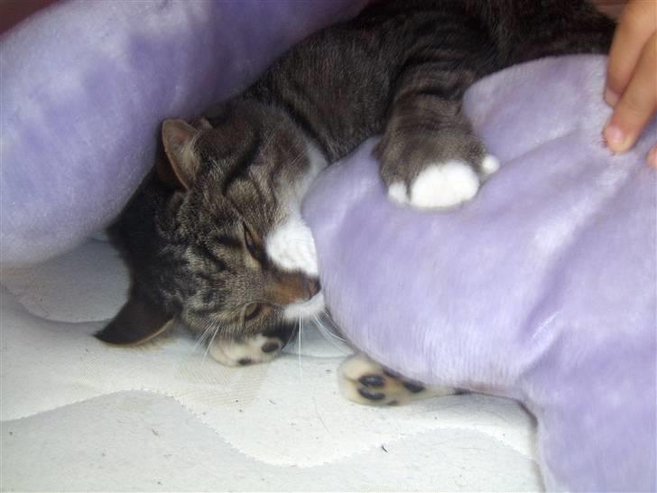 Blanding af racer mads  billede 9