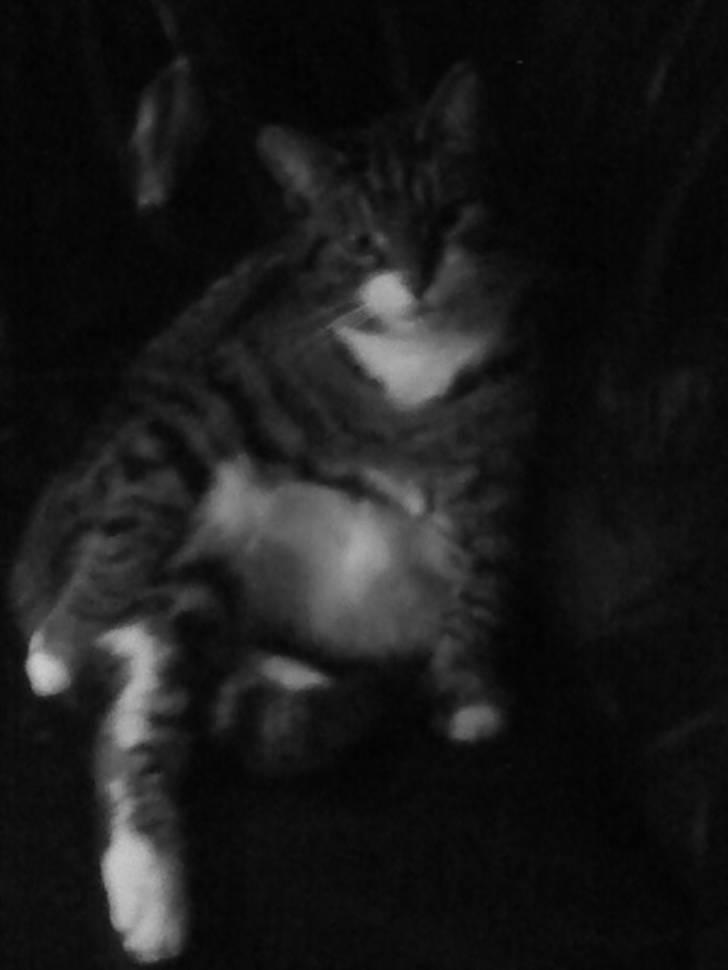 Blanding af racer mads  billede 10