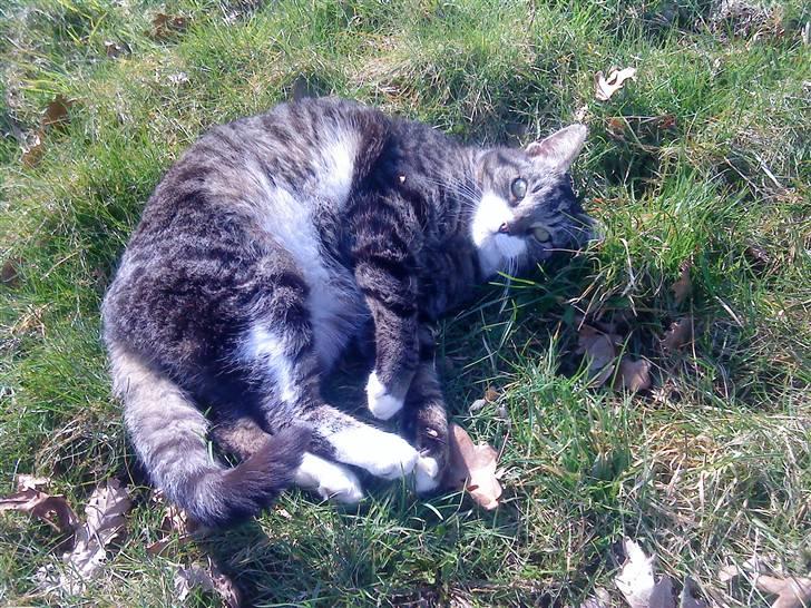 Blanding af racer mads  billede 11