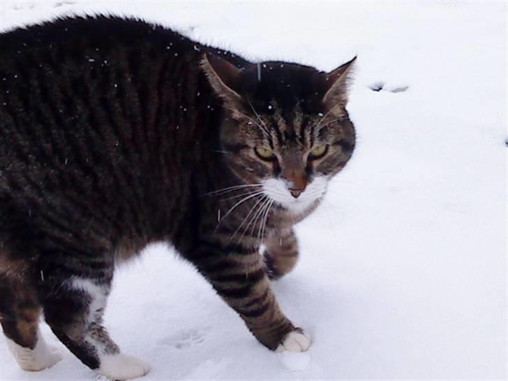 Blanding af racer mads  billede 12