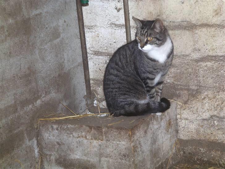 Blanding af racer mads  billede 13