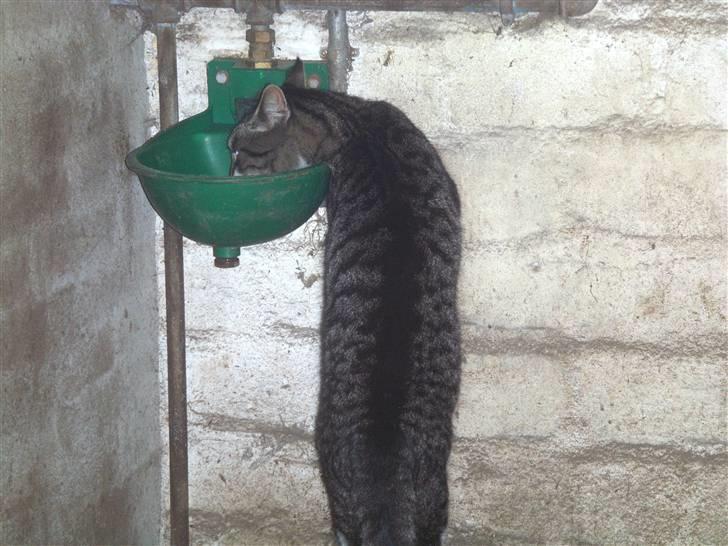 Blanding af racer mads  billede 14