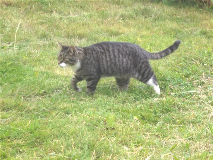 Blanding af racer mads  billede 15