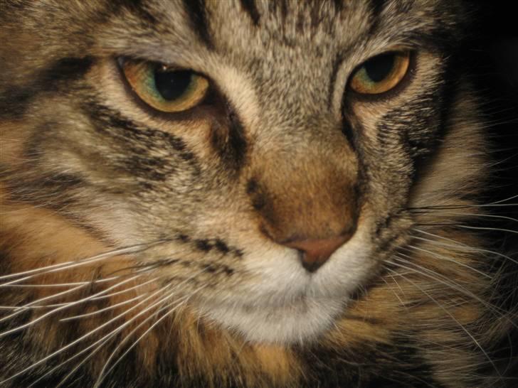 Maine Coon balbooms angelo - angelo 11 uger og 1550 g billede 1